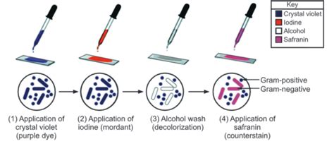 gram staining principle|Gram Staining: Principle, Theories, Procedure and Examples.